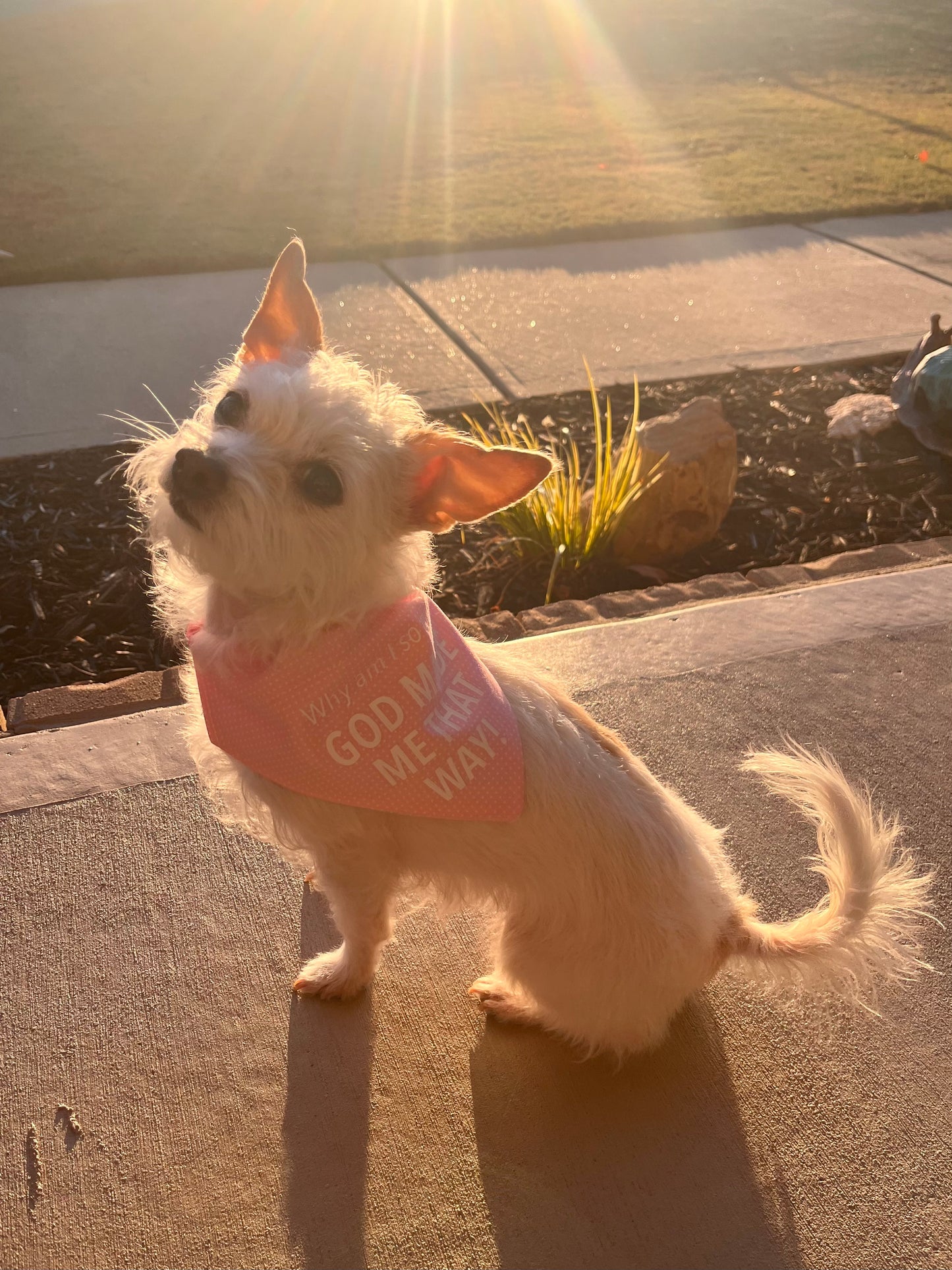 Dog Bandanas