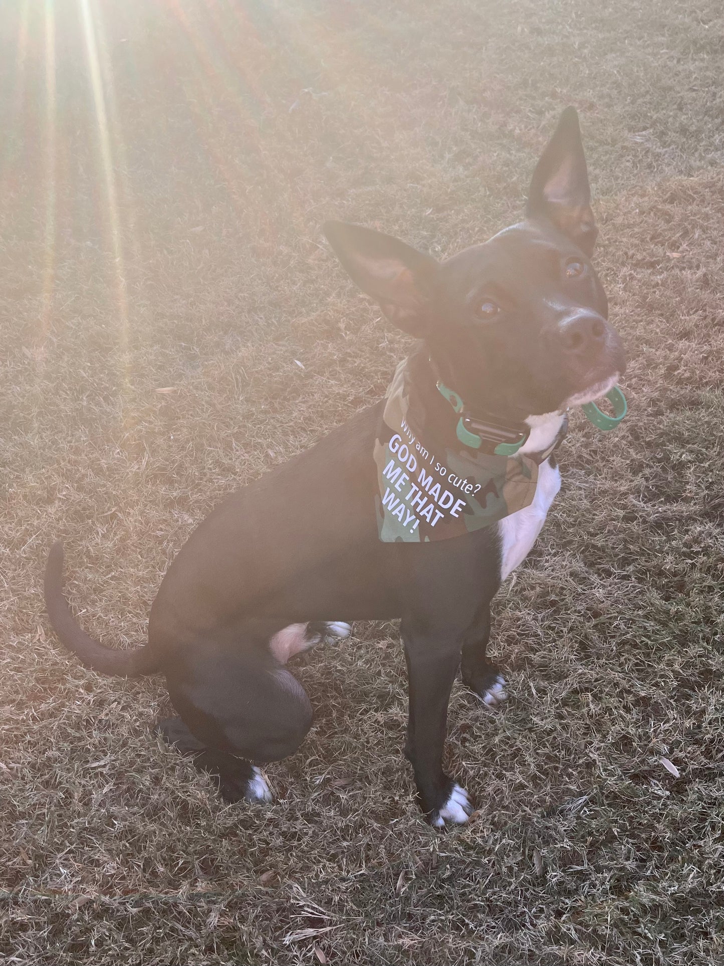 Dog Bandanas